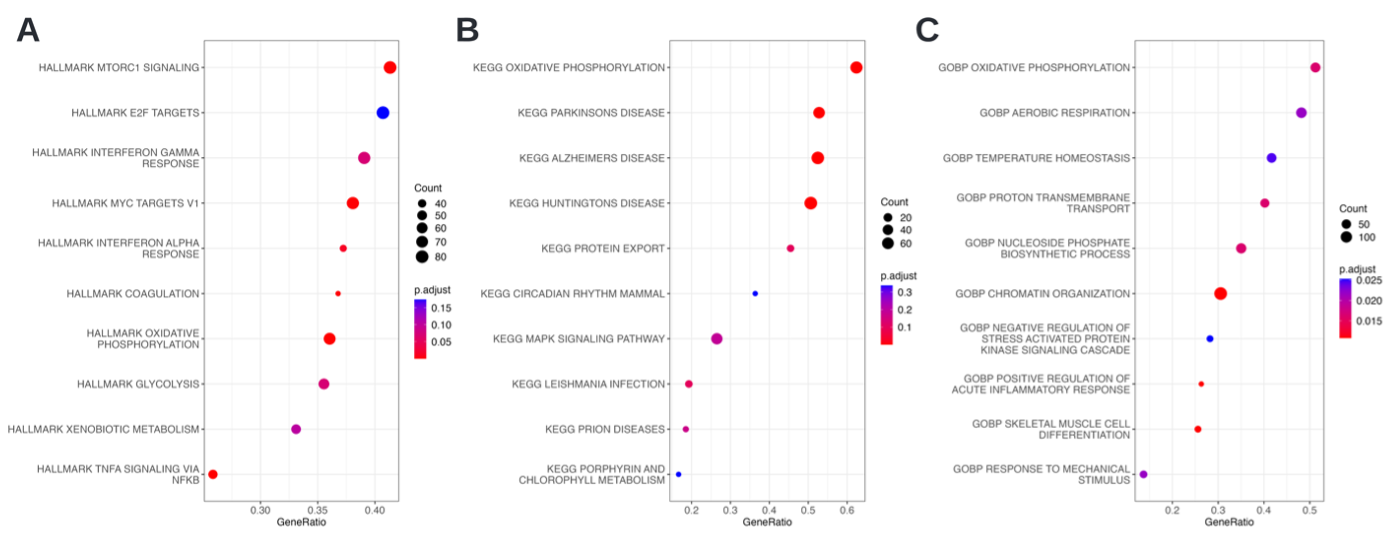 Figure D8 Dotplots. Enriched sets based on the Log Fold change between HSD and NSD. A Hallmark, B KEGG, C GO biological process.