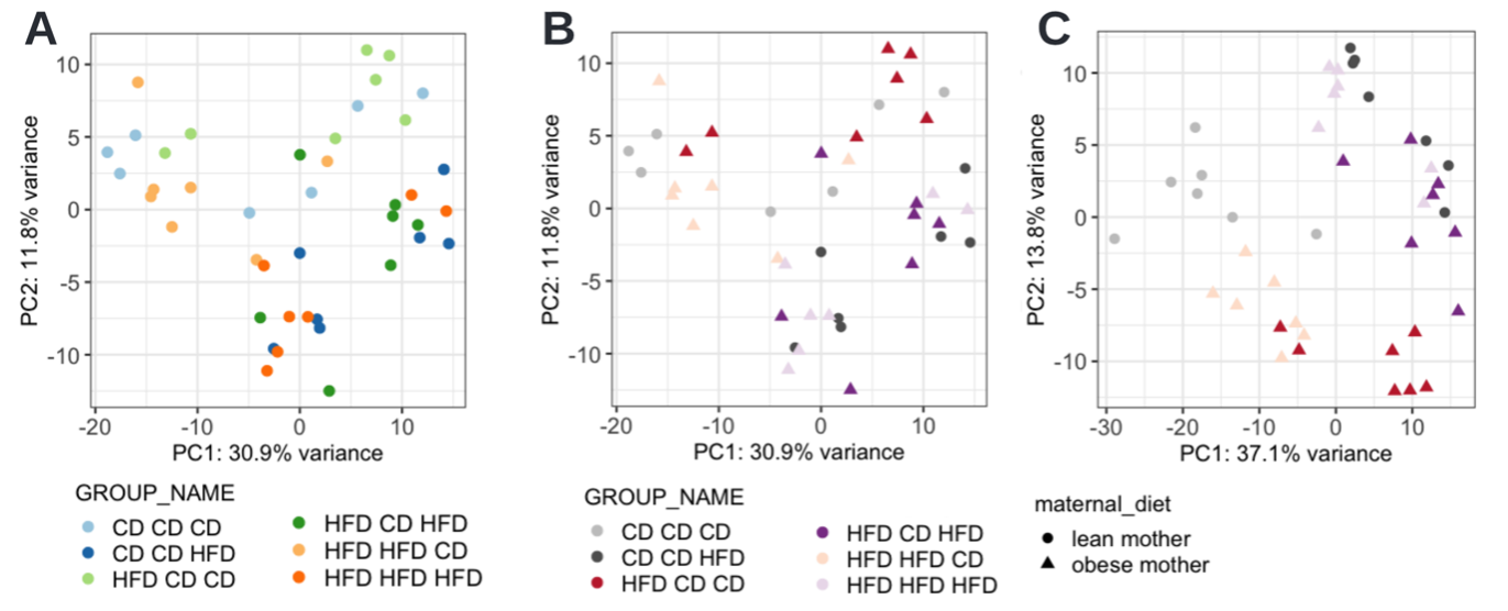 Figure E2 PCA visualisation and analysis customisation. A The original cOmicsArt generated PCA plot on batch-corrected data with default coloring. B Customised PCA-plot on the basis of obtained R script and data from cOmicsArt. The shape of the dots now resembles the maternal dietary status while the color theme was adjusted. C Customised batch correction, now supplying a model matrix, leads to a different appearing PCA result, leading still to the same conclusion.